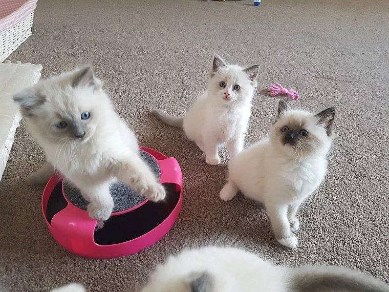 Ručně vyvýšené Ragdoll koťata