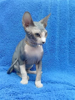 Krásné koťata Sphynx