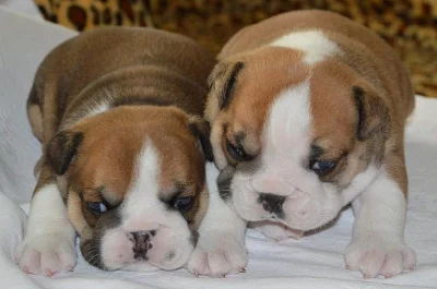 Anglický bulldog - štěňata s průkazem původu