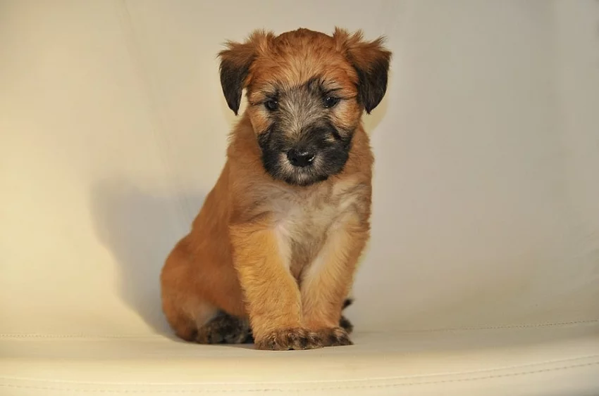 Štěňata Irish Soft Coated Wheaten Terriéra s PP