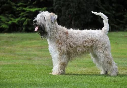 Štěňata Irish Soft Coated Wheaten Terriéra s PP
