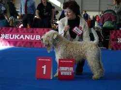 Štěňata Irish Soft Coated Wheaten Terriéra s PP