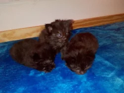 Evropská kočka - krásná kotata