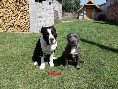 Amstaff - stenatka bez PP
