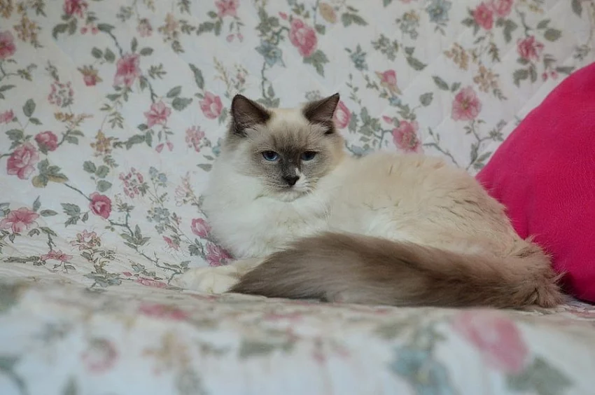 Ragdoll koťátka s rodokmenem