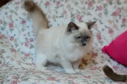 Ragdoll koťátka s rodokmenem