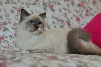 Ragdoll koťátka s rodokmenem