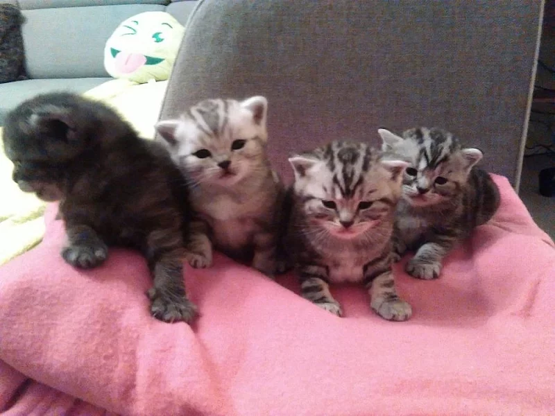 Prodám koťata Whiskas