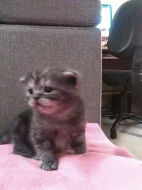 Prodám koťata Whiskas