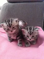 Prodám koťata Whiskas