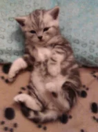 Prodám koťata Whiskas