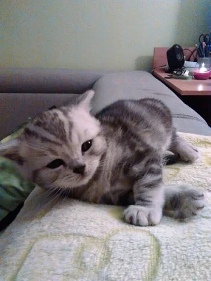 Prodám koťata Whiskas