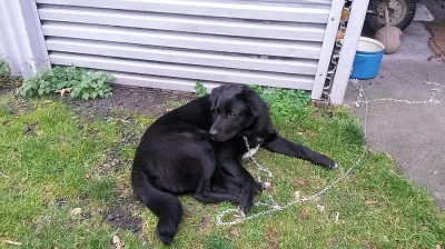 Štěně Labradora