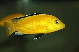 Labidochromis Yellow