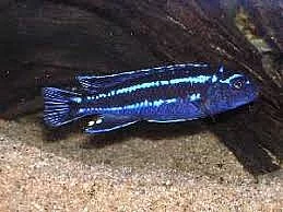 Melanchromis Maingano