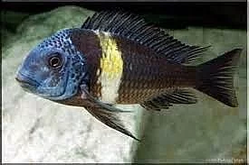 Tropheus Duboisi
