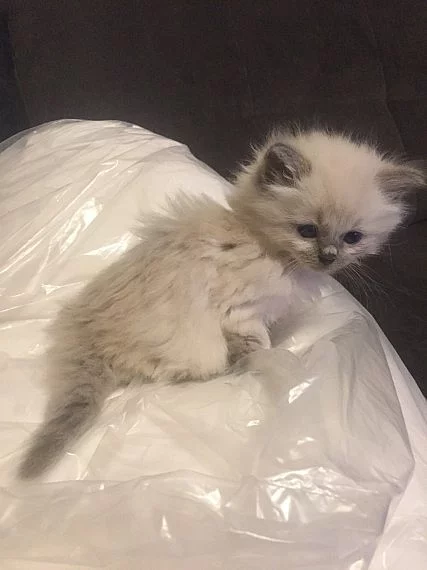 Tři Birman Kitten k dispozici