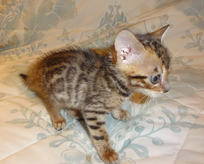 BENGAL Kittens k dispozici