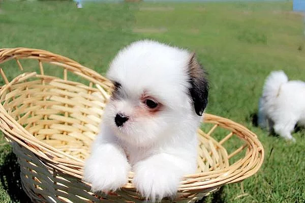 shih tzu muž a žena připravena jít