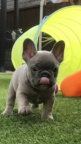 ŠTĚŇANSKÁ ŠTĚŇÁTKA ČESKÉ BULLDOGY PŘIPRAVUJEME