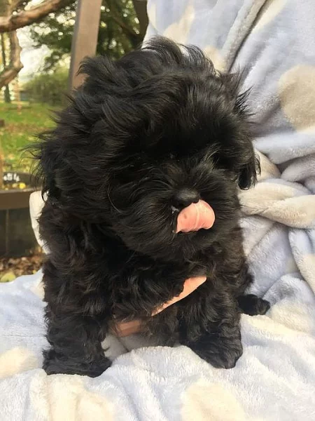 Bichon Frise muž a žena