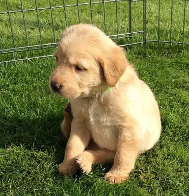 Ohromující Kc Chocolate Labrador retriever Chlapci a dívky K