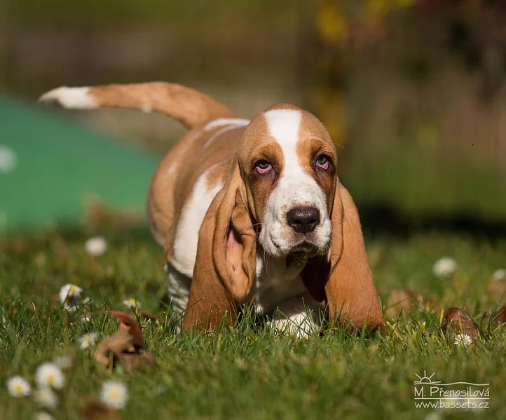 Basset Hound