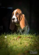 Basset Hound