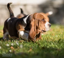 Basset Hound