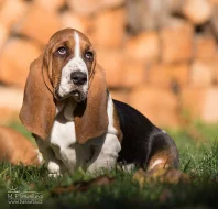 Basset Hound