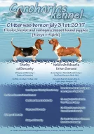 Basset Hound