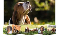 Basset Hound