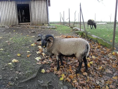 Beránek