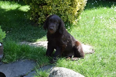 Flat Coated Retriever