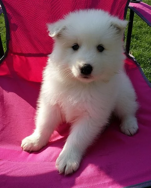 Pohledný Samoyed s papíry