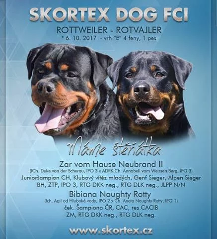 Rottweiler, RTW, Rotvajler štěňata s PP