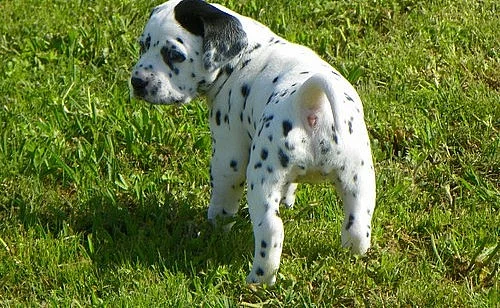 Dalmatian Puppies Due 14. května