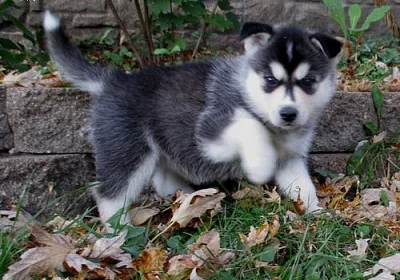Lovivé, hravé, krásné znaky štěňat Sibiřského husky