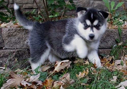 Lovivé, hravé, krásné znaky štěňat Sibiřského husky