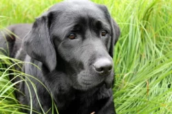Labrador štěňata ze zahraničního krytí