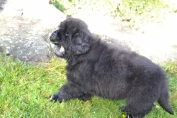 Novofundlandský pes