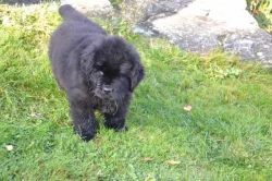 Novofundlandský pes