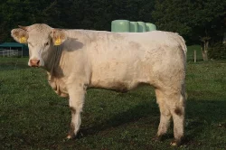 Prodám Charolais jalovice s POP