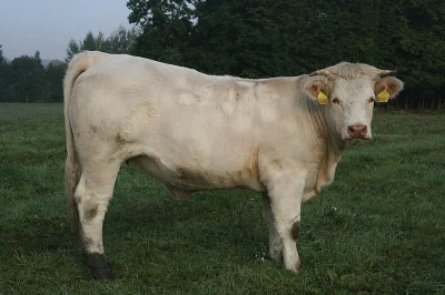 Prodám Charolais jalovice s POP