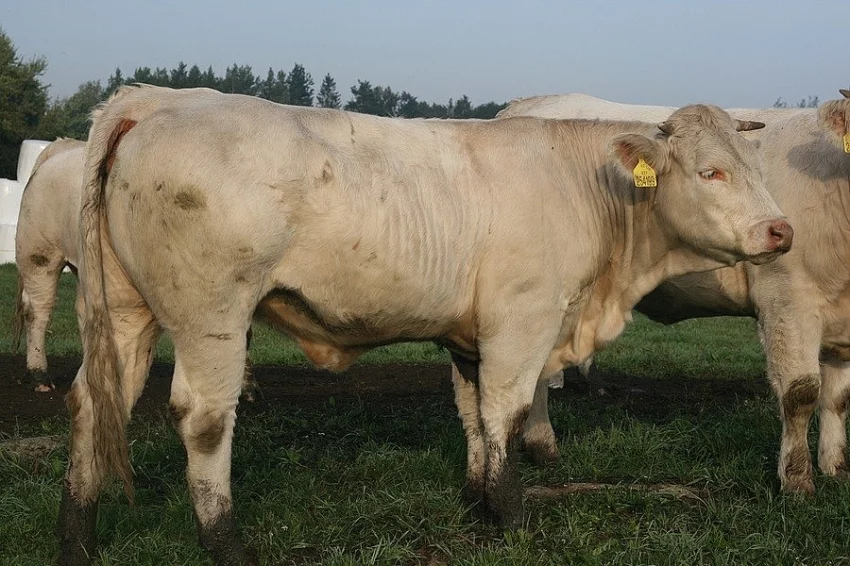 Prodám Charolais jalovice s POP