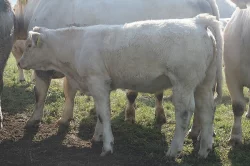 Prodám Charolais jalovice s POP