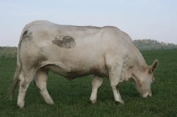 Prodám Charolais jalovice s POP