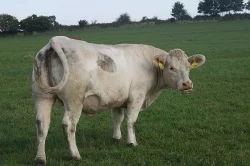 Prodám Charolais jalovice s POP