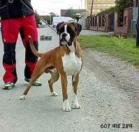 S PP BOXER zlatý s chov. stanice