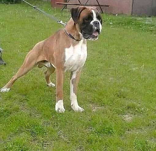 S PP BOXER zlatý s chov. stanice